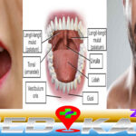 Mengenali Mulut Fungsi dan Cara Menjaga nya