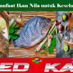 Manfaat Ikan Nila untuk Kesehatan